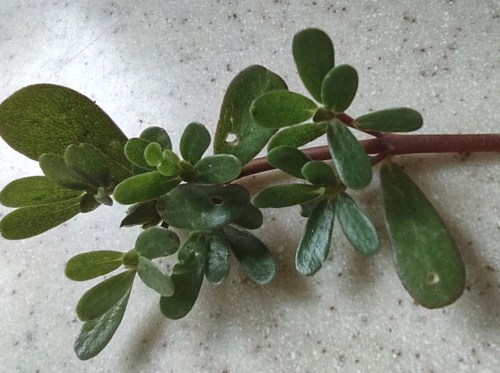 SSU purslane